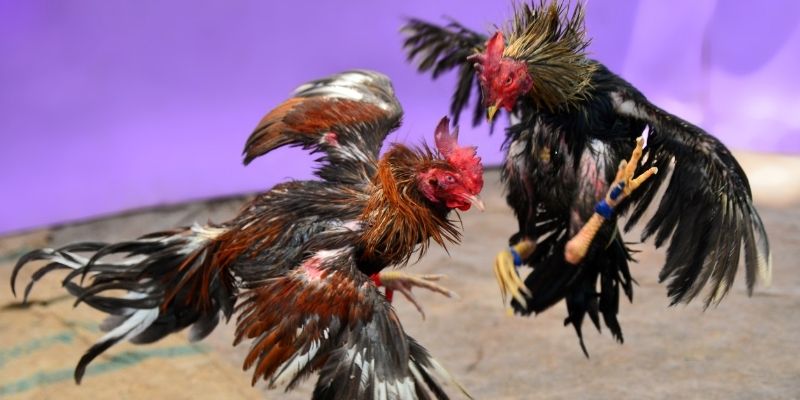 hitclu nổ hũ tiếng anh là gì