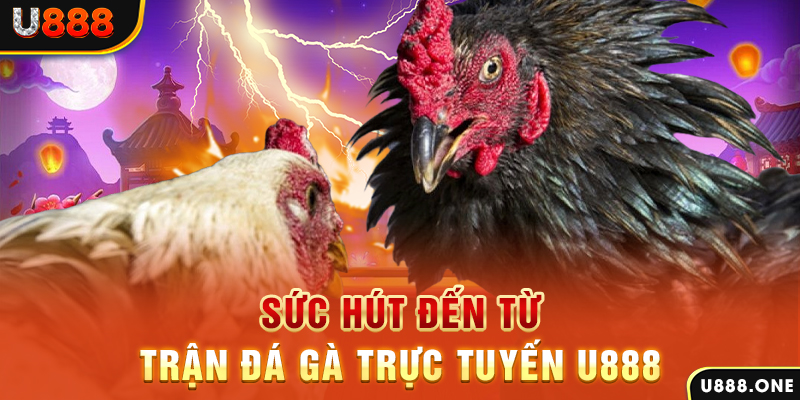 hitclu hòn gà chọi