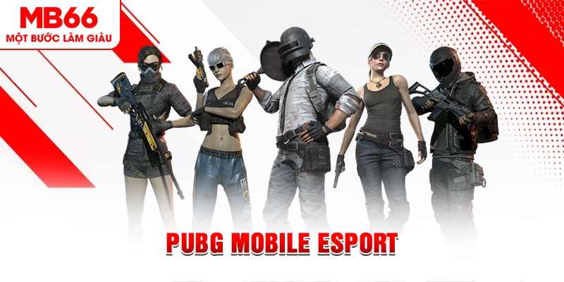 hitclu gà chọi c1 mới nhất