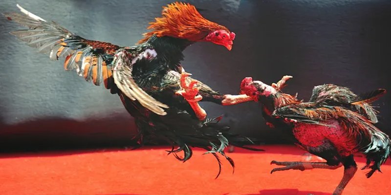 hitclu đăng nhập nổ hũ số 1