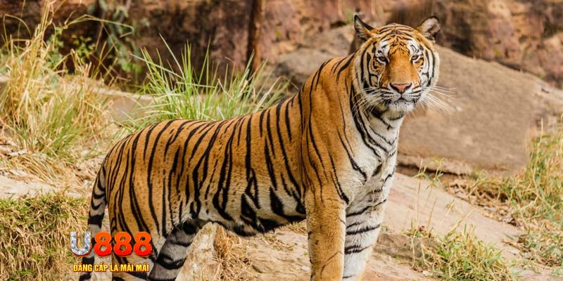 hitclu ban ca vip online