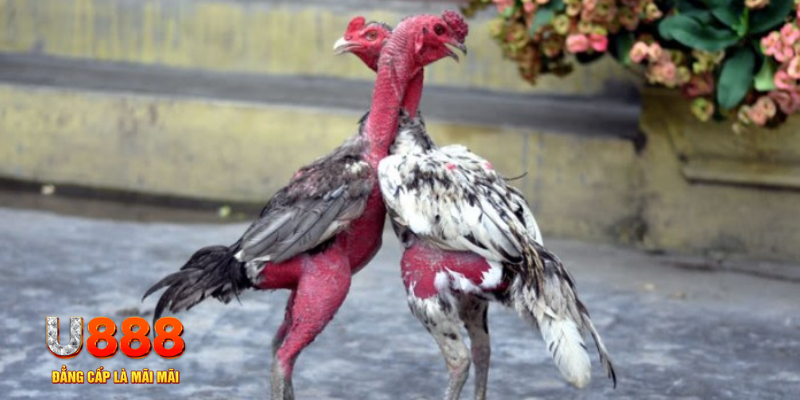 hitclu bàn cầu điểm số tay trước trong baccarat là gì