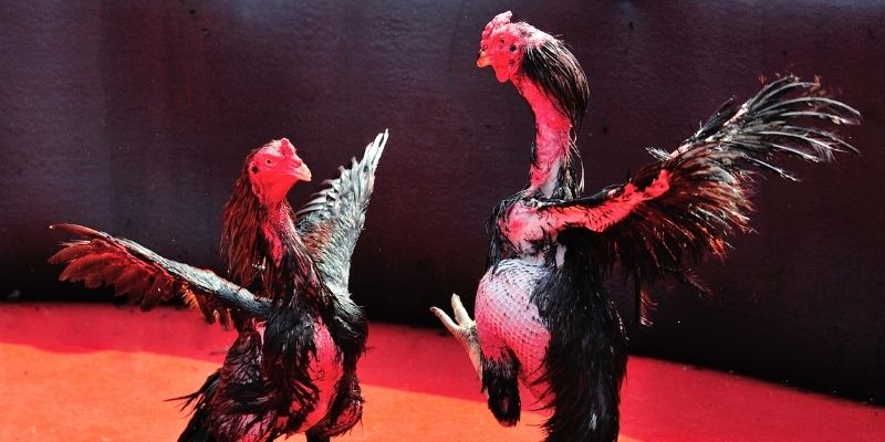 hitclu Spribe Điện Tử